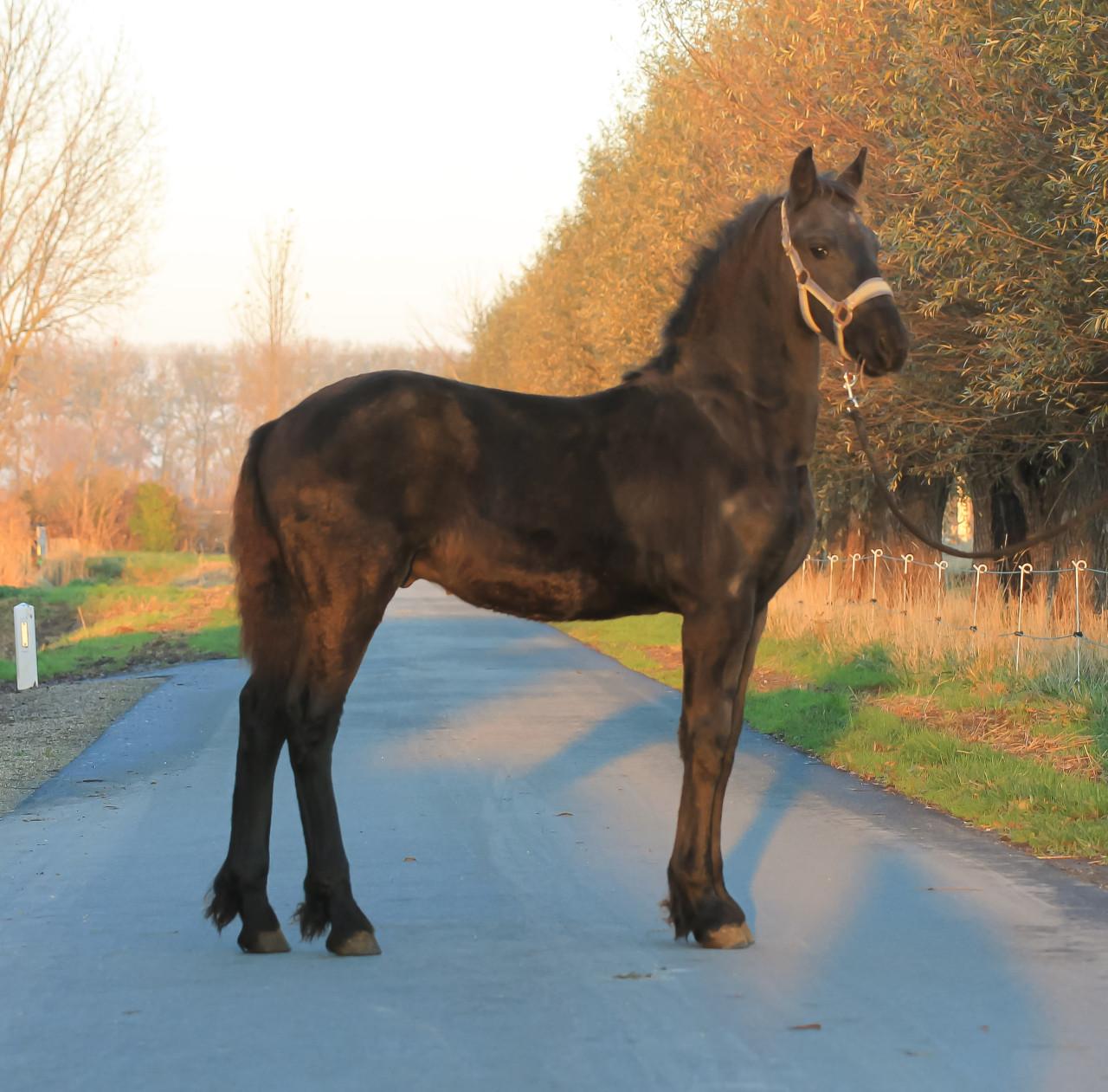 Knap Fries hengstveulen