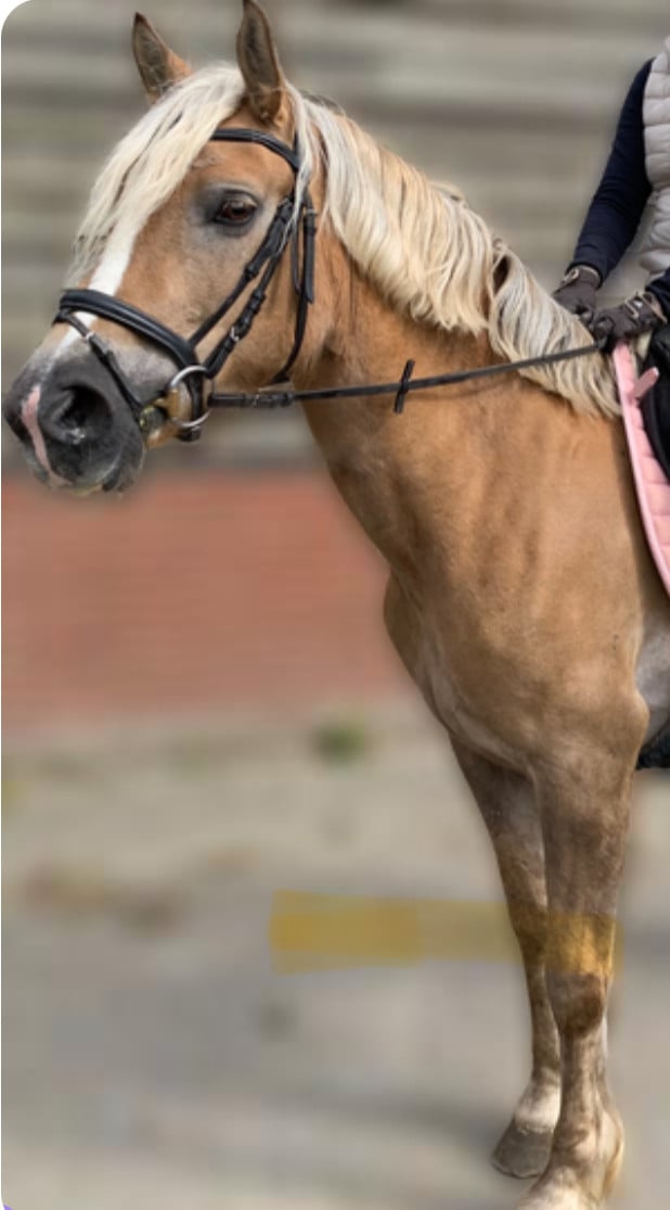 Prachtige Haflinger merrie