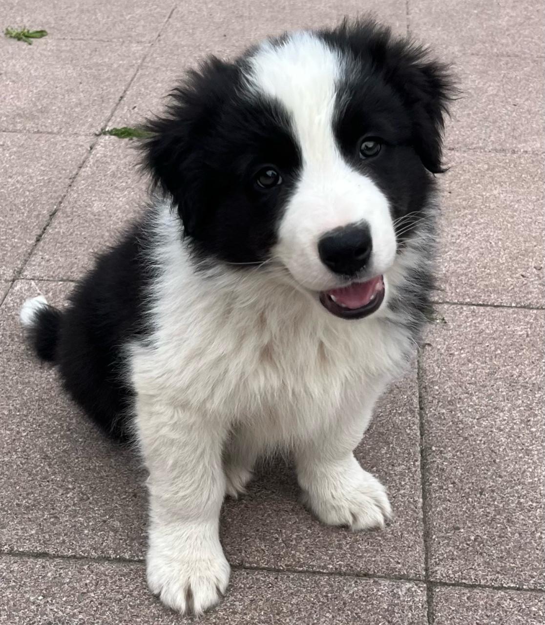 Border collie puppys