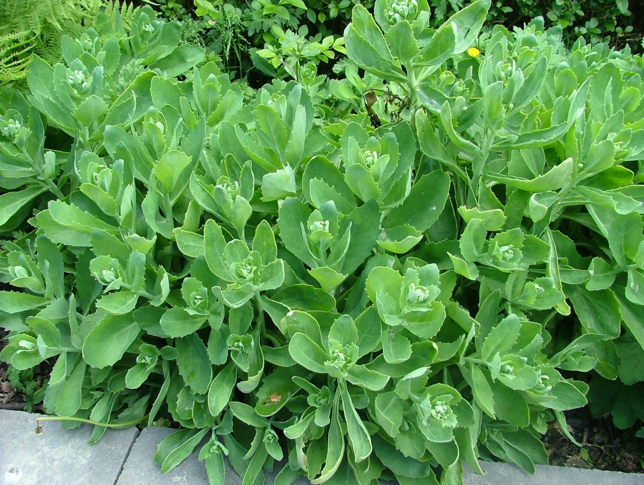 Hemelsleutel/Sedum