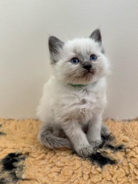 Aanhankelijk katertje Ragdoll x Nebelung