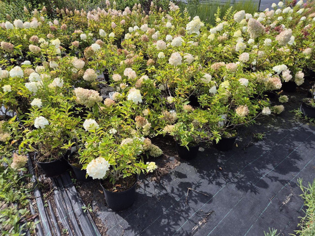 Pluimhortensia Polar Bear