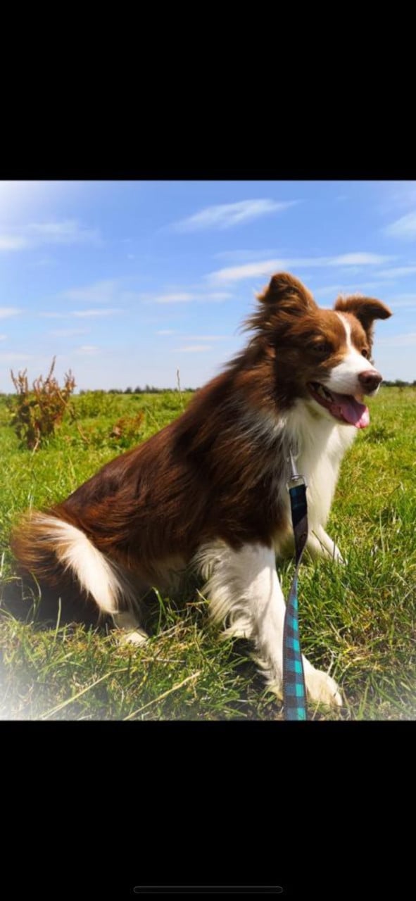 Border collie puppies
