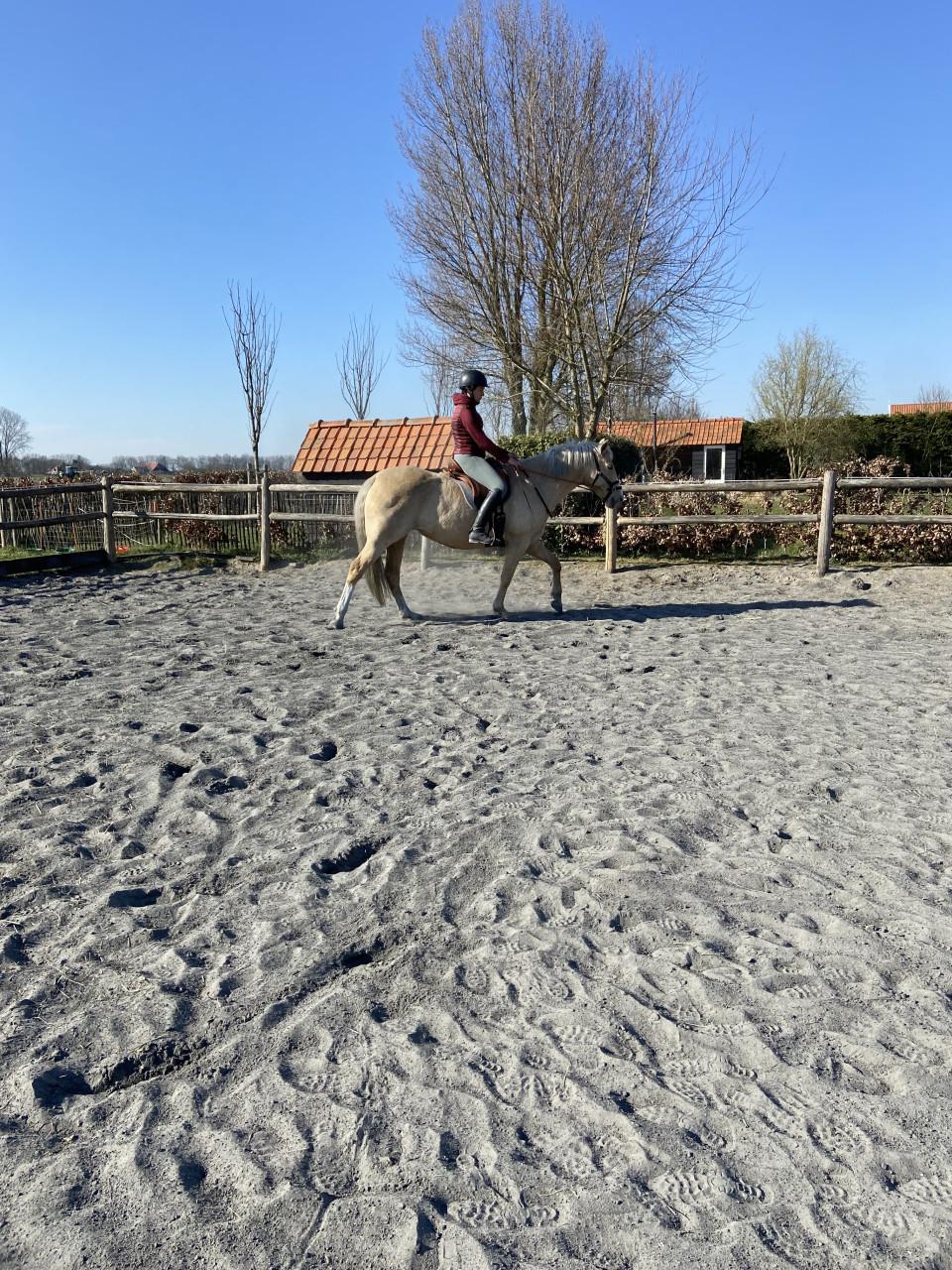 5-jarige Palomino PRE merrie