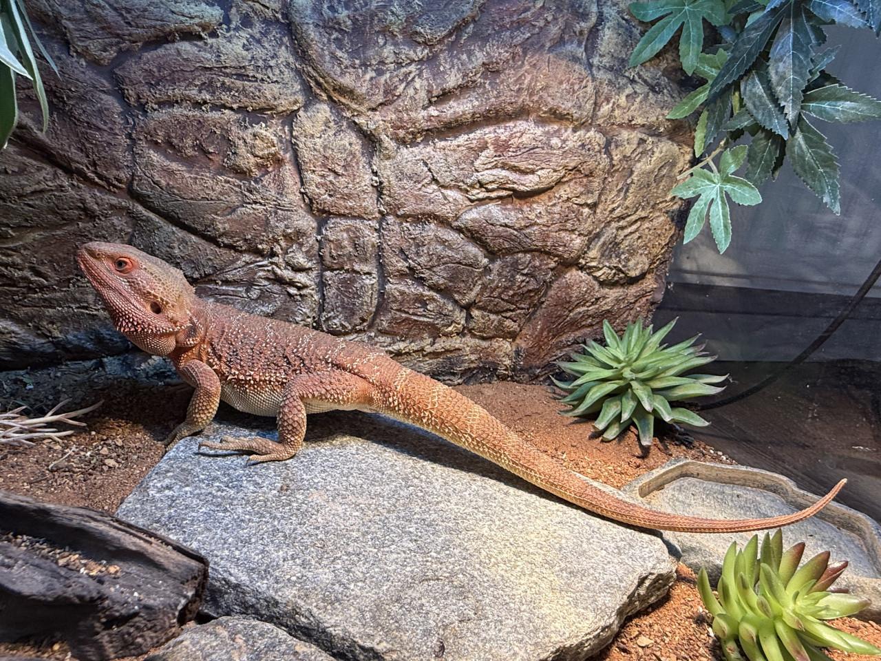 Terrarium inclusief alles en baardagaam