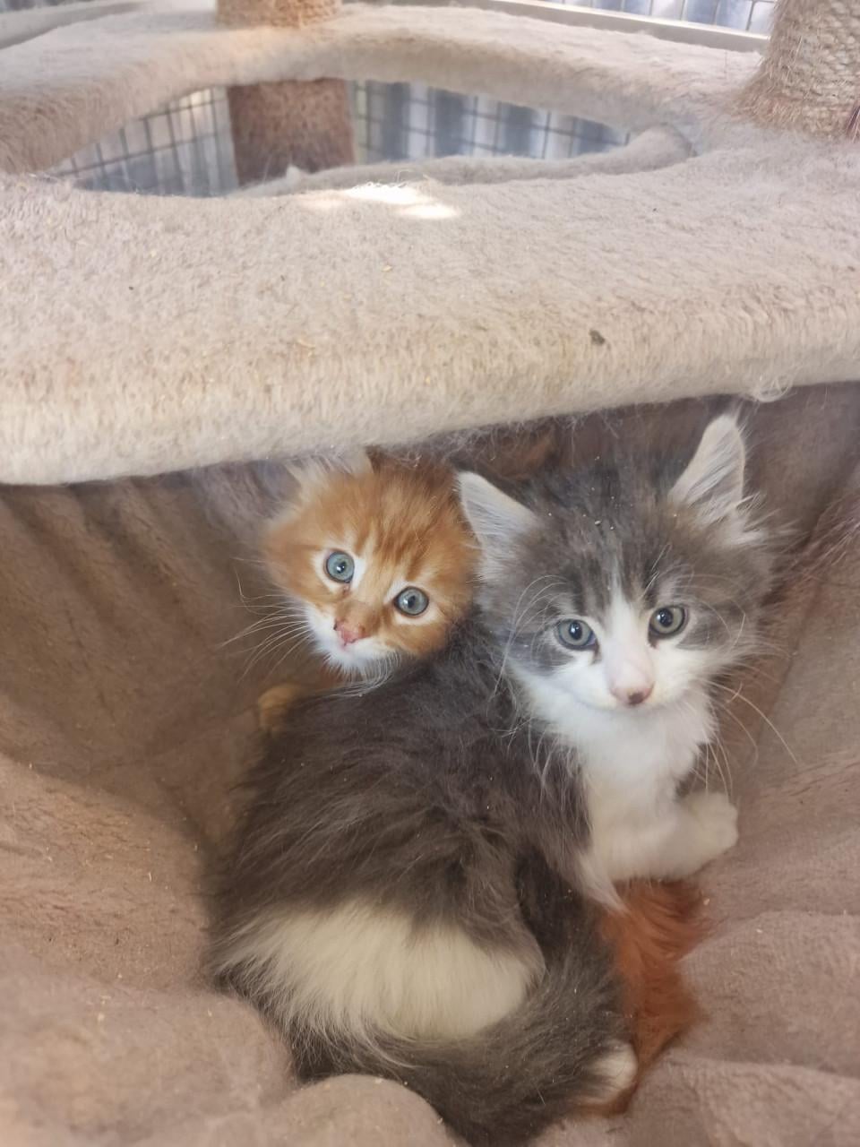 Te koop mooie Maine Coons katertjes