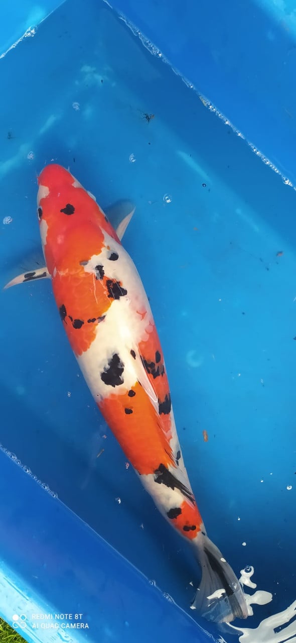 Koi's