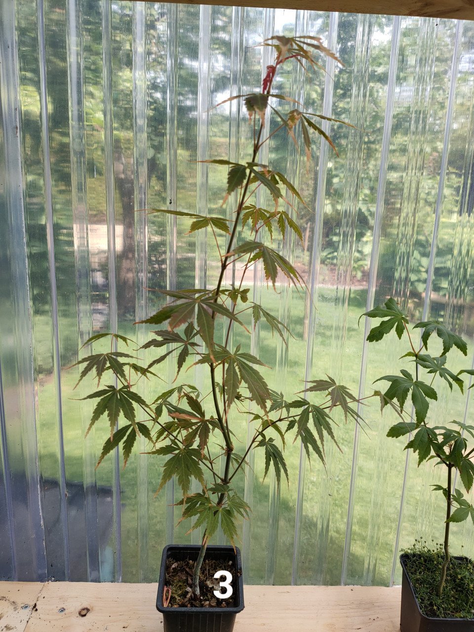 Japanse esdoorn boompjes Acer palmatum tuinplanten
