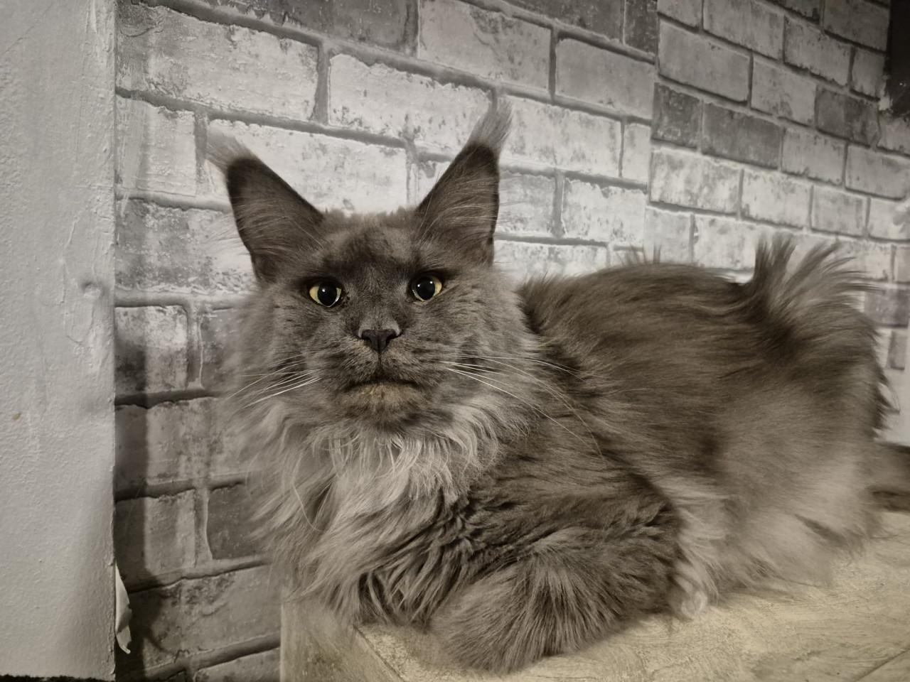 Maine coon dekkater (niet te koop)