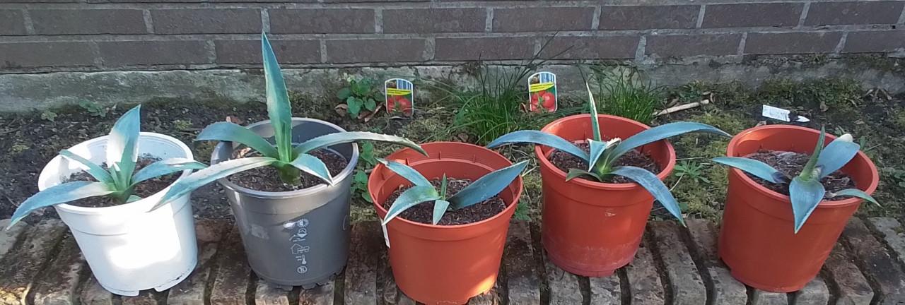 Agaves groot en klein.