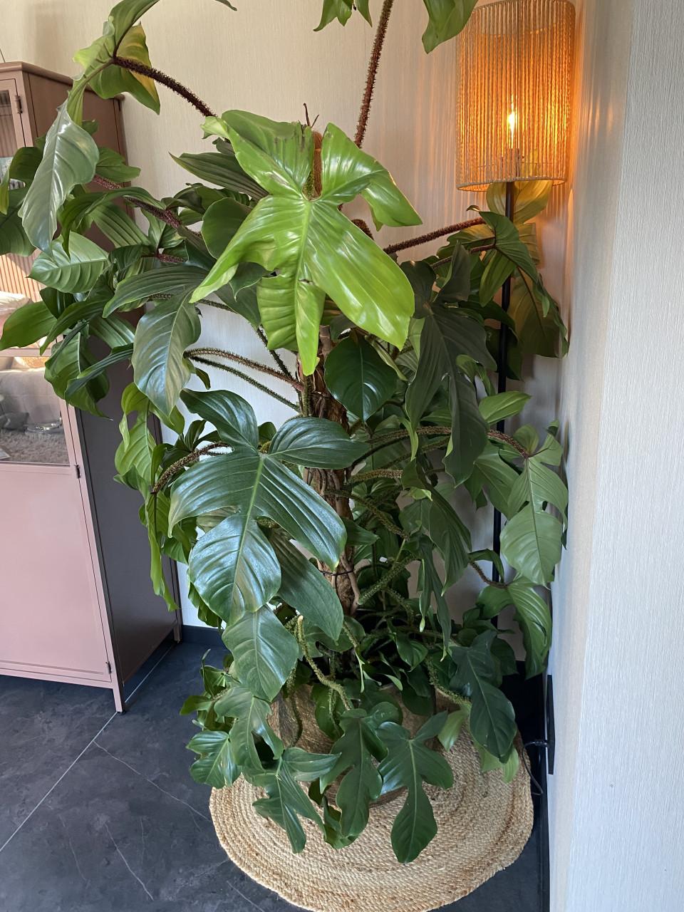 Prachtige, grote nieuwe kamerplant