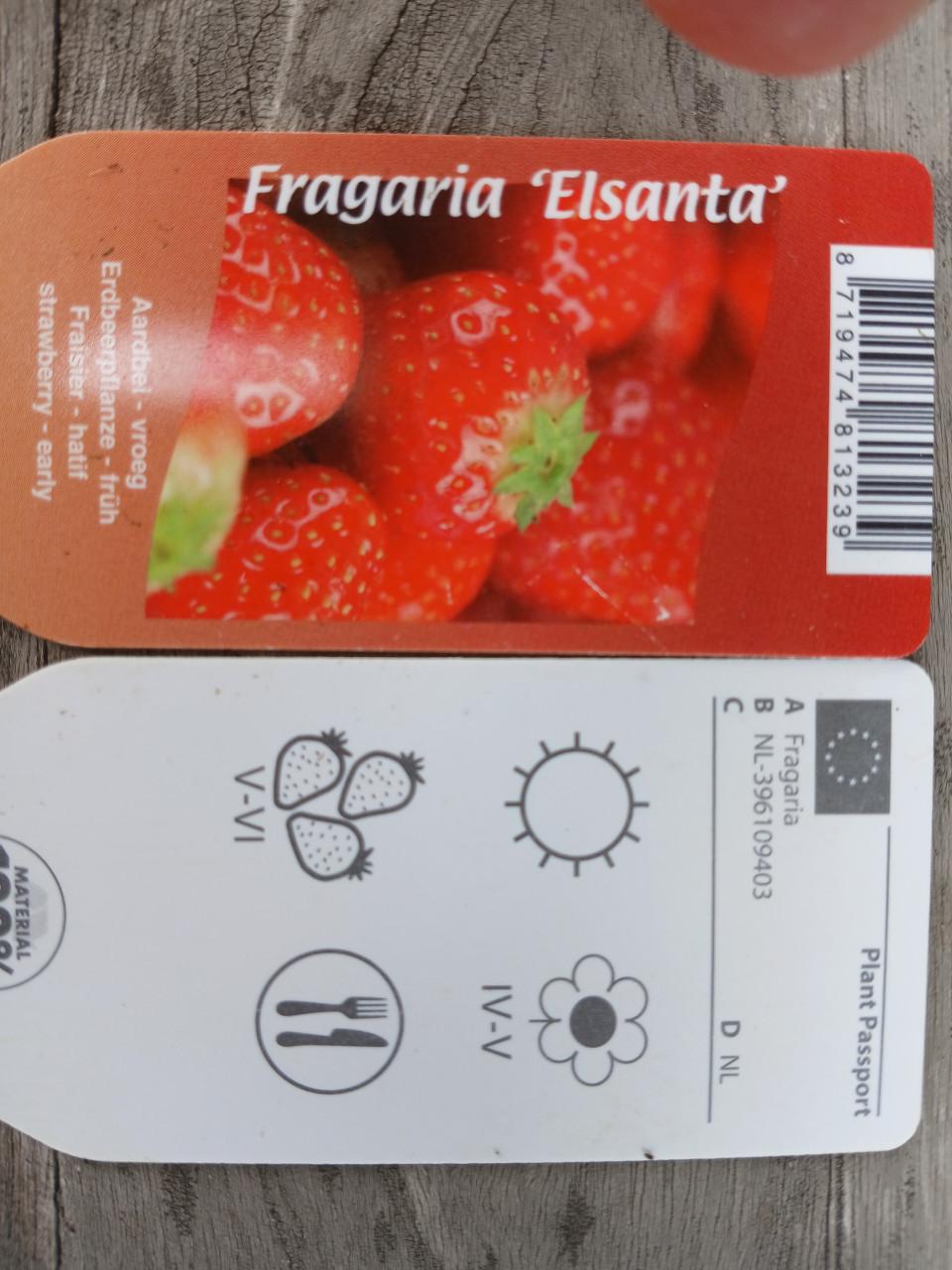 Aardbei planten