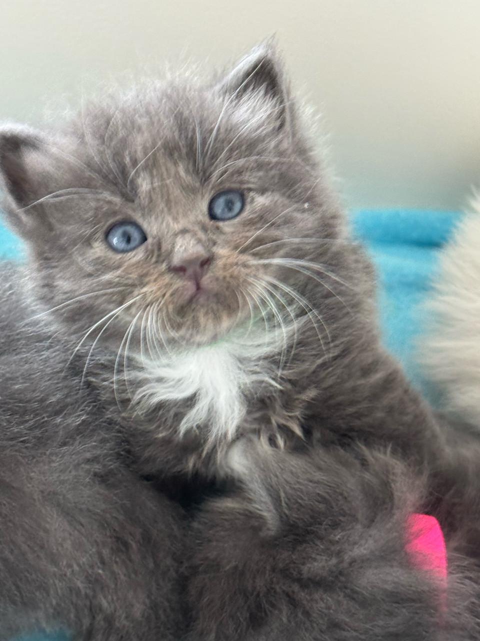 Ragdoll x Nebelung kittens katertjes en poesjes beschikbaar