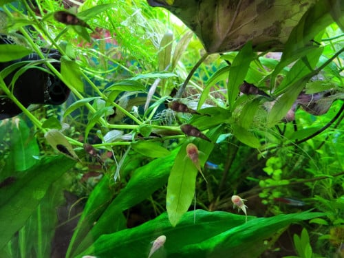 Gratis Ancistrus ca. 2,5cm groot albino en wildkleur