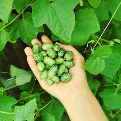 (NIEUWE!!) SIERTUIN EN MOESTUIN PLANTEN bij DE VOORDEUR
