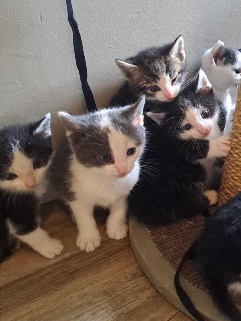 Kittens