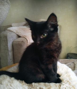 HEEL LIEF EN ZELDZAAM NEBELUNG KITTEN(BLAUWE RUS)