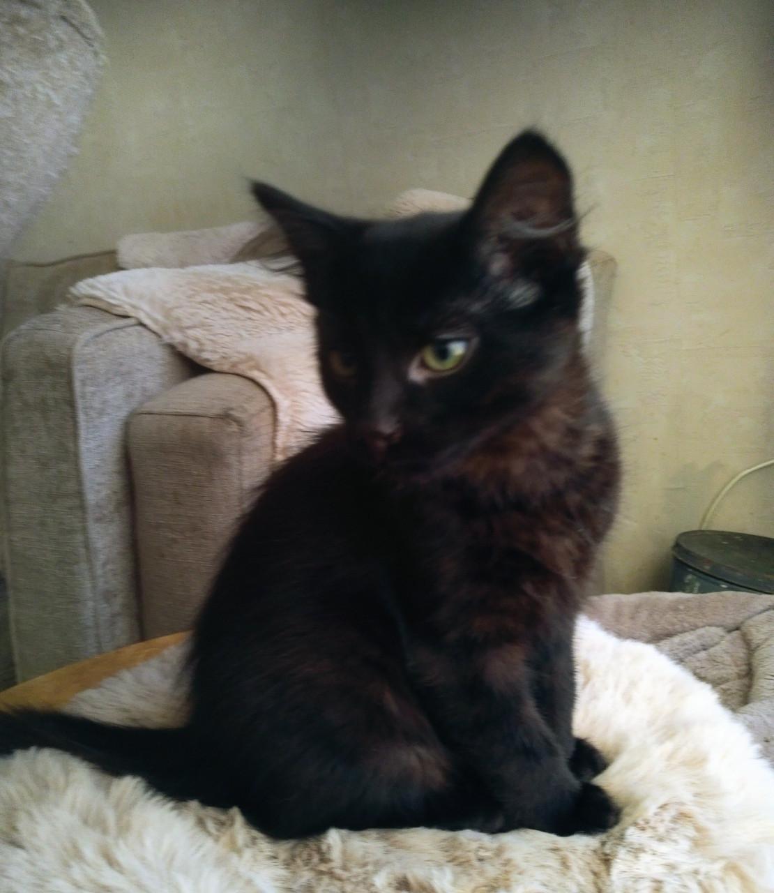 HEEL LIEF EN ZELDZAAM NEBELUNG KITTEN(BLAUWE RUS)