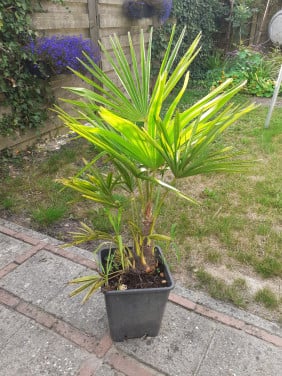 Palmboom