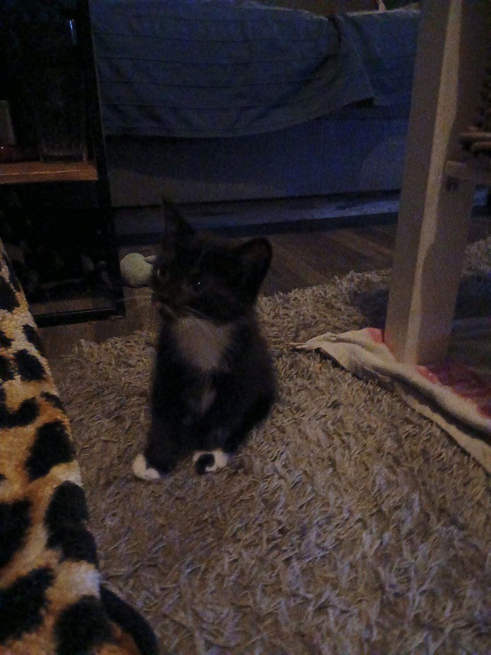 Gratis kittens