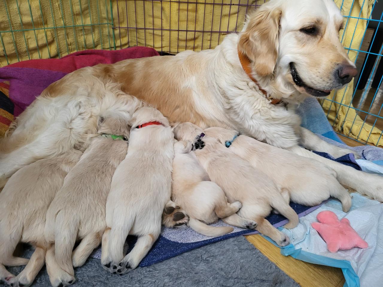 2 golden retriever reutjes zoeken goed huis