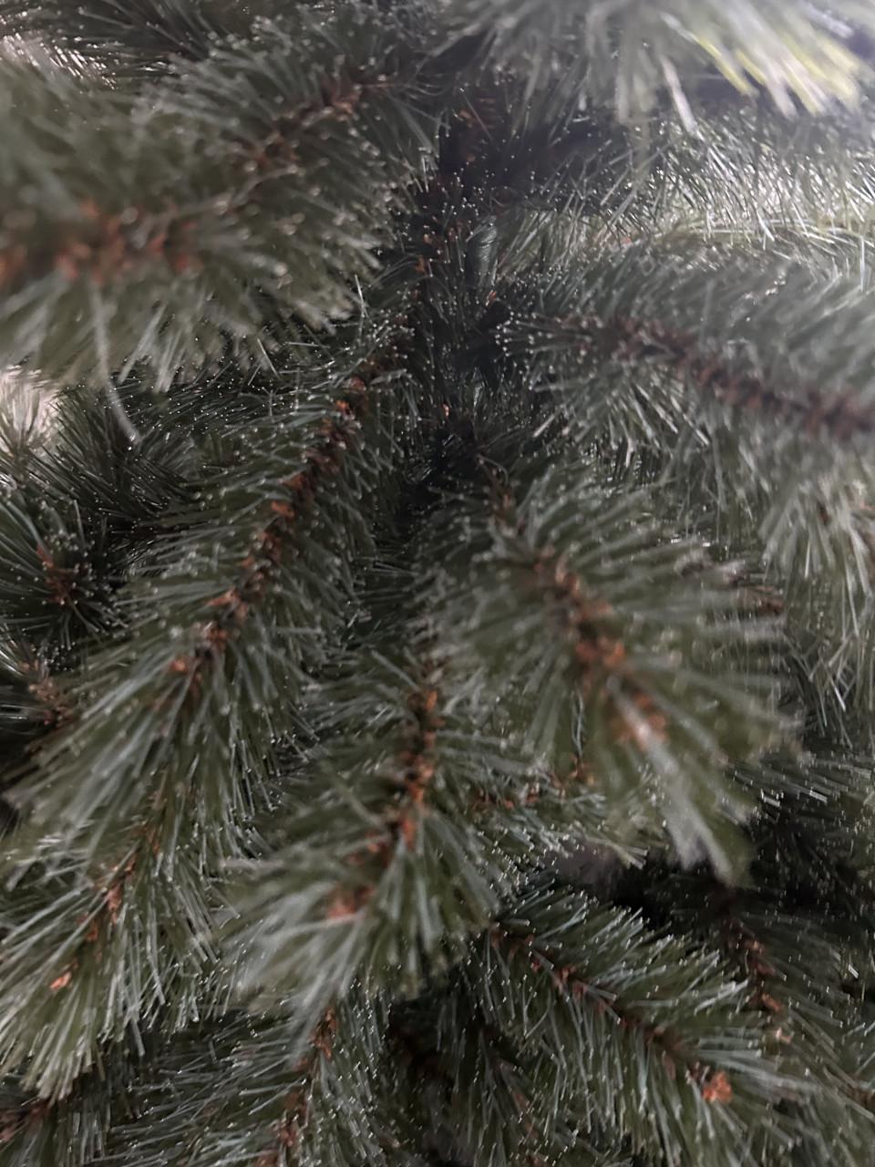 Kerstboom Romagne Intratuin