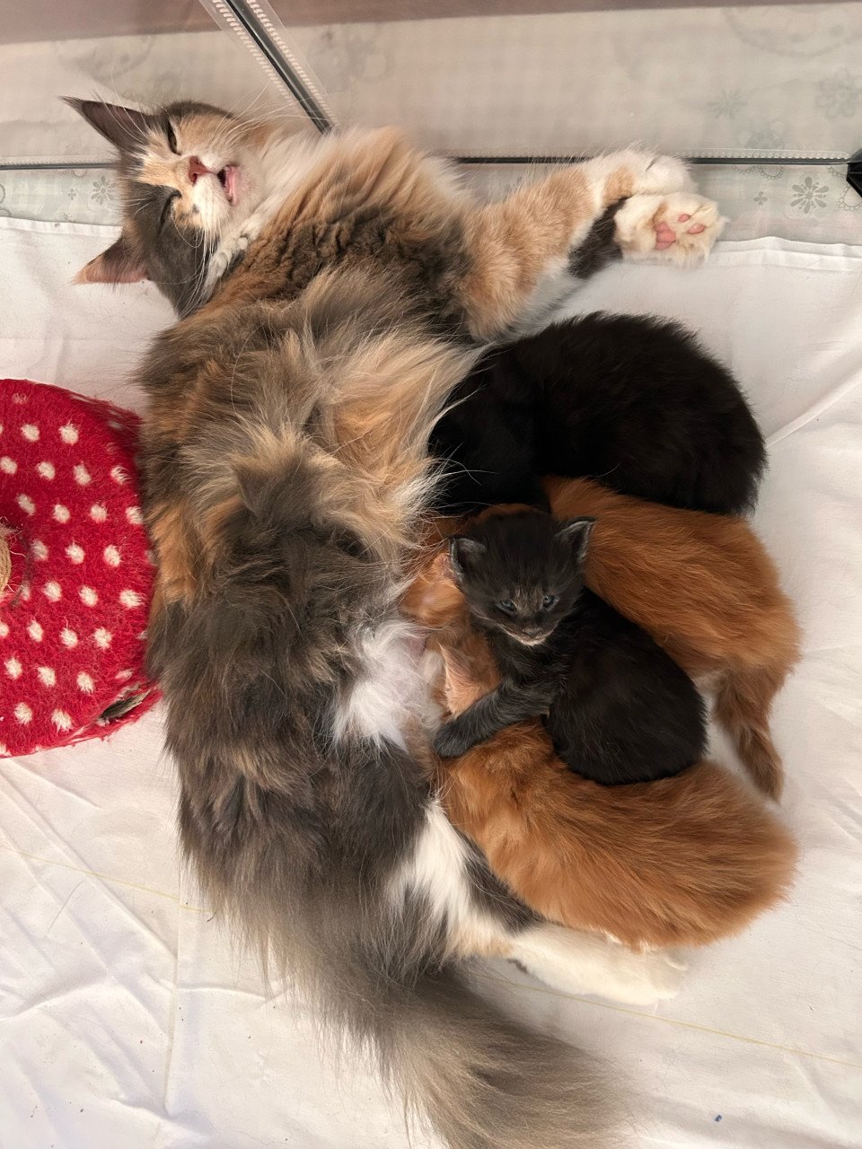 Nog 2 lieve Maincoon kittens beschikbaar!