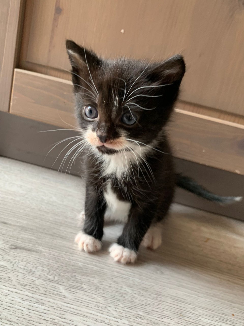 Kittens