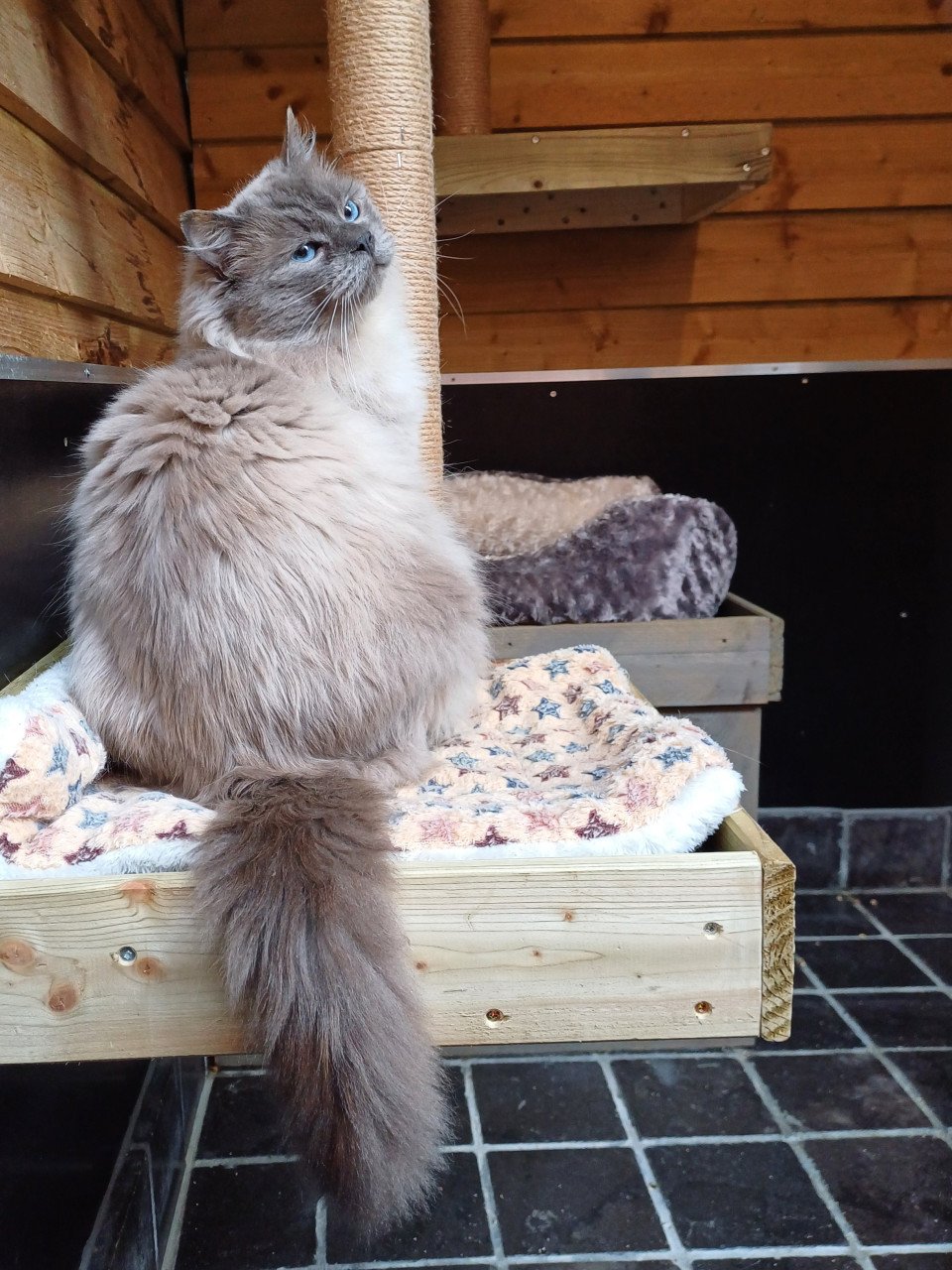 Mooie lieve Ragdoll Blue Point kater met stamboom