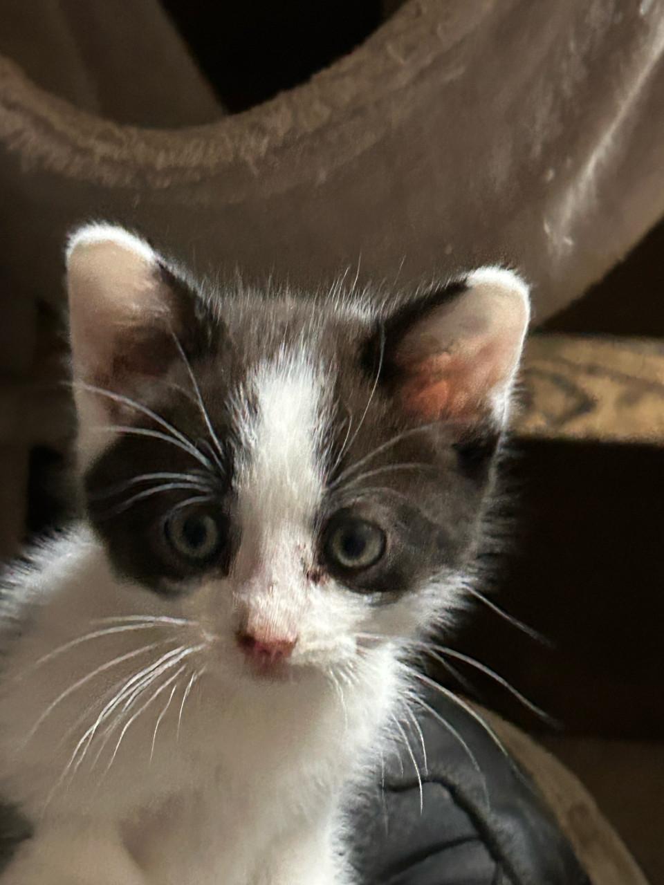 2 lieve kittens