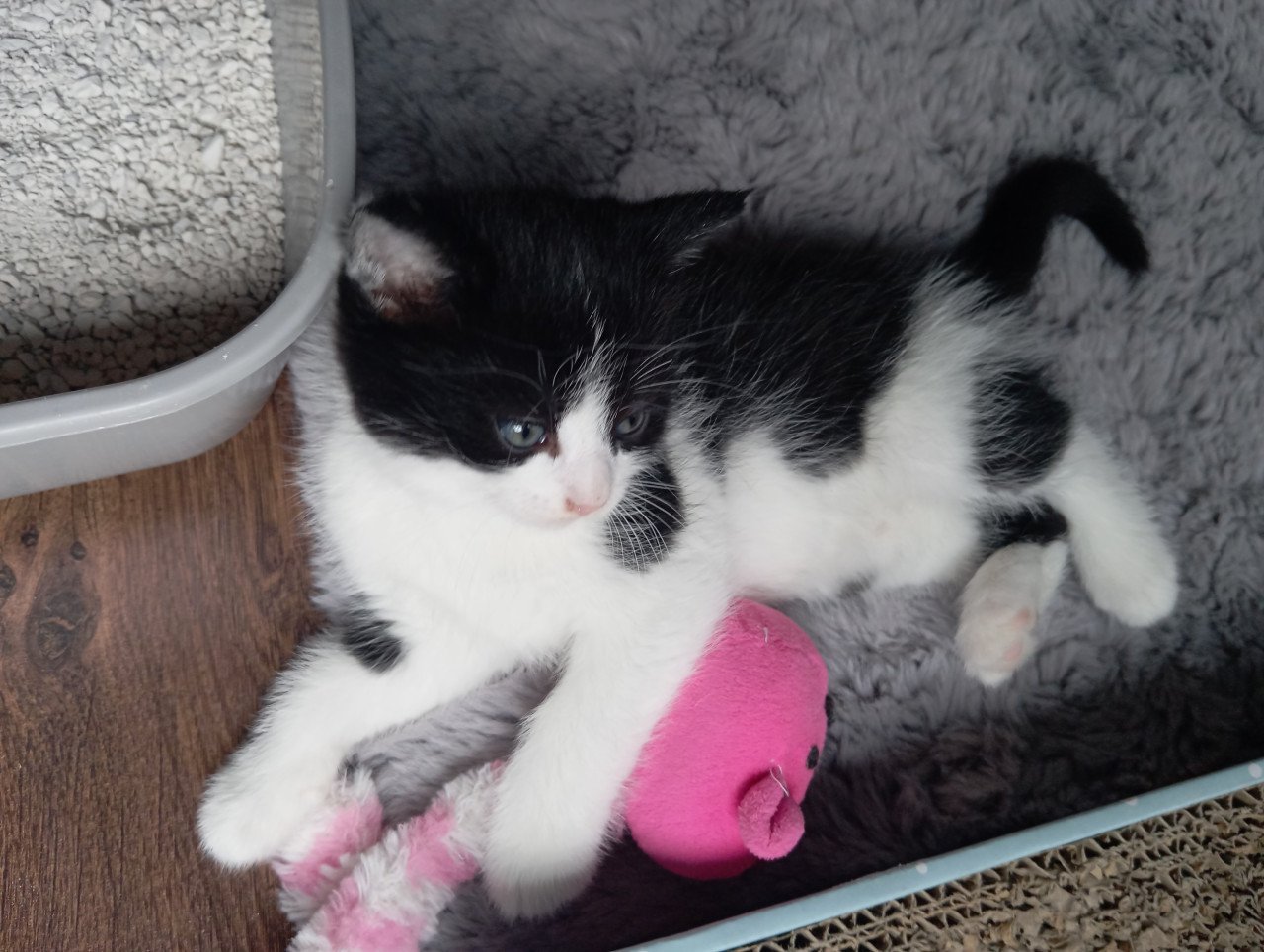 Kittens