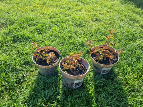 Fuchsias