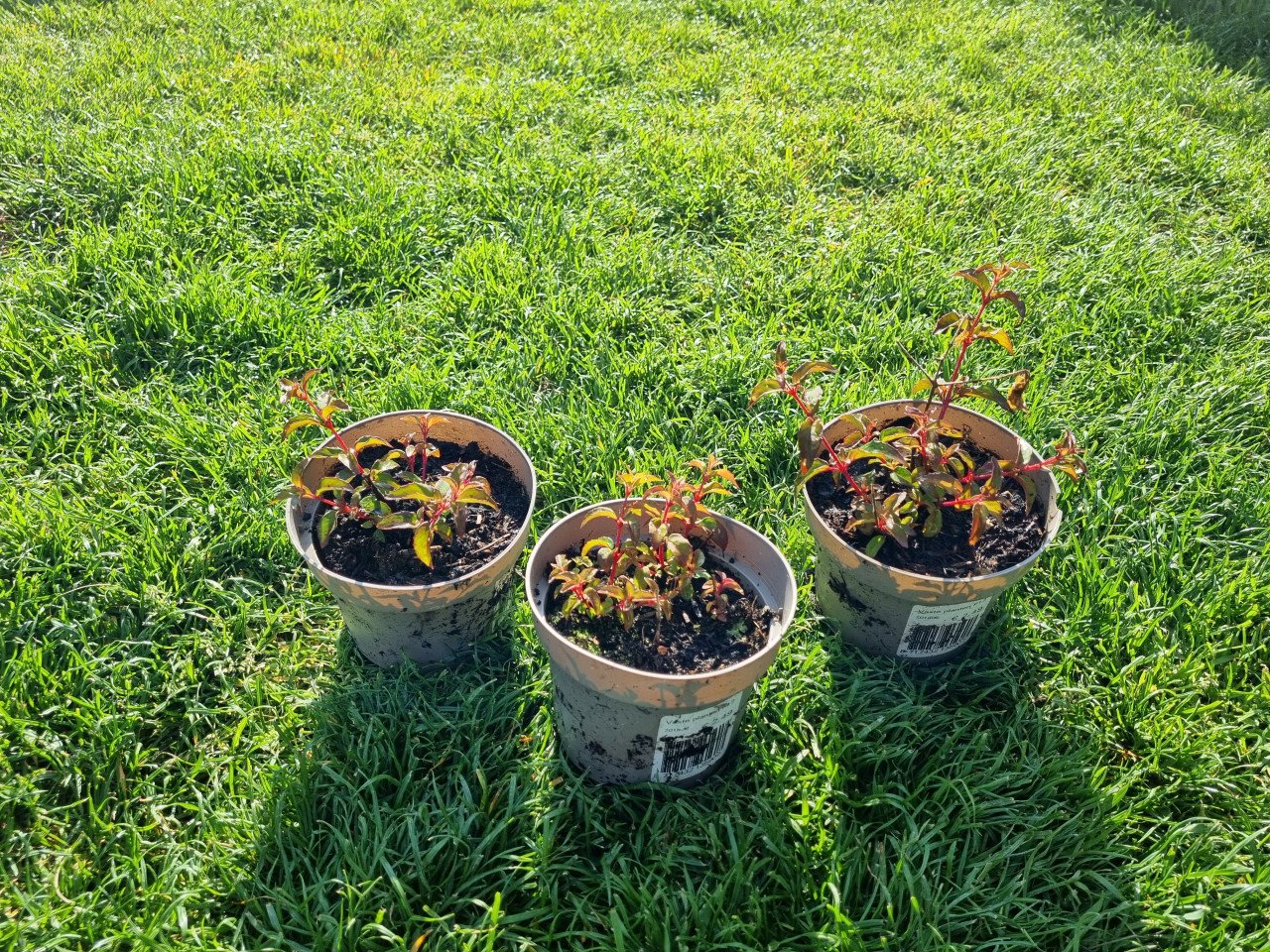 Fuchsias