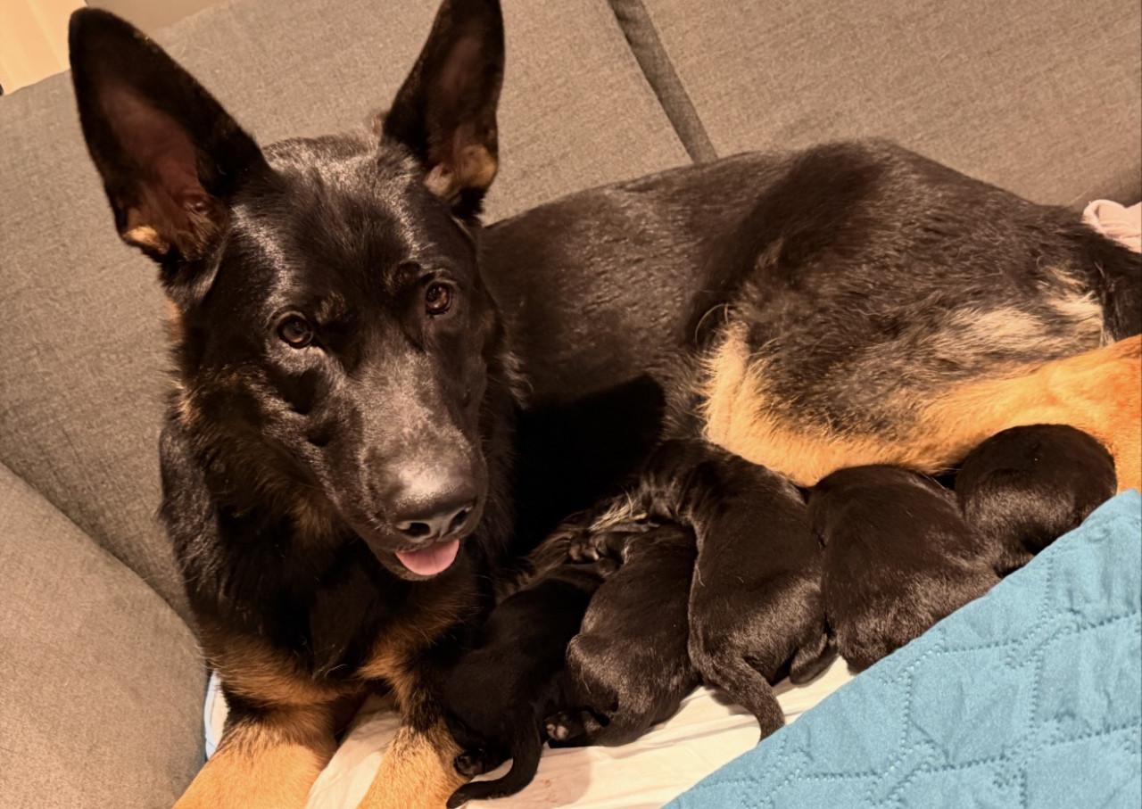Duitse herder - Labrador pups