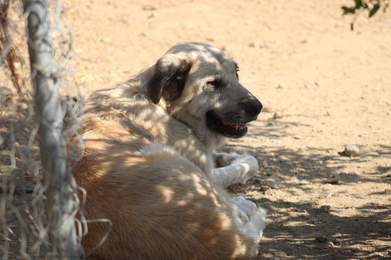 Alora Dog Rescue: Logan, grote knuffelbeer zoekt een baasje