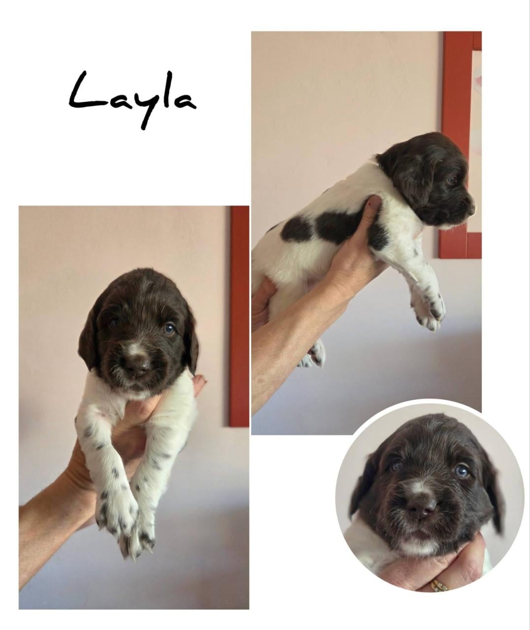 Heidewachtel teefjes