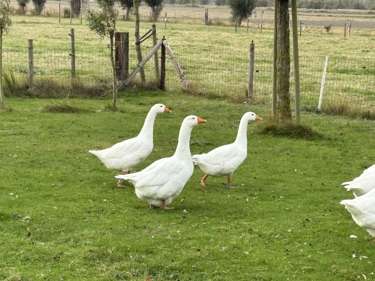 Witte Boerenganzen te koop
