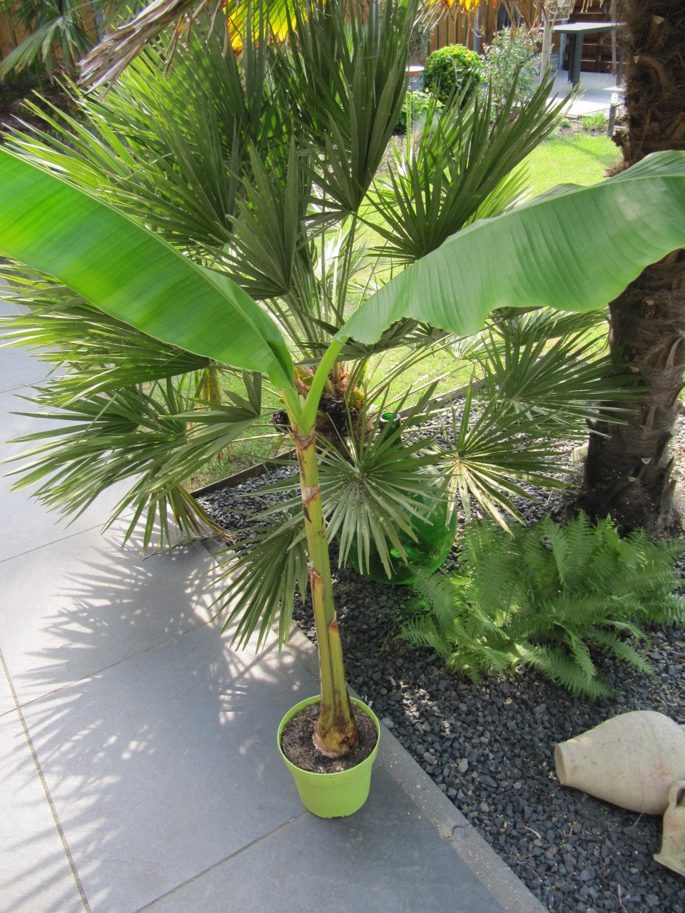 Bananenplant