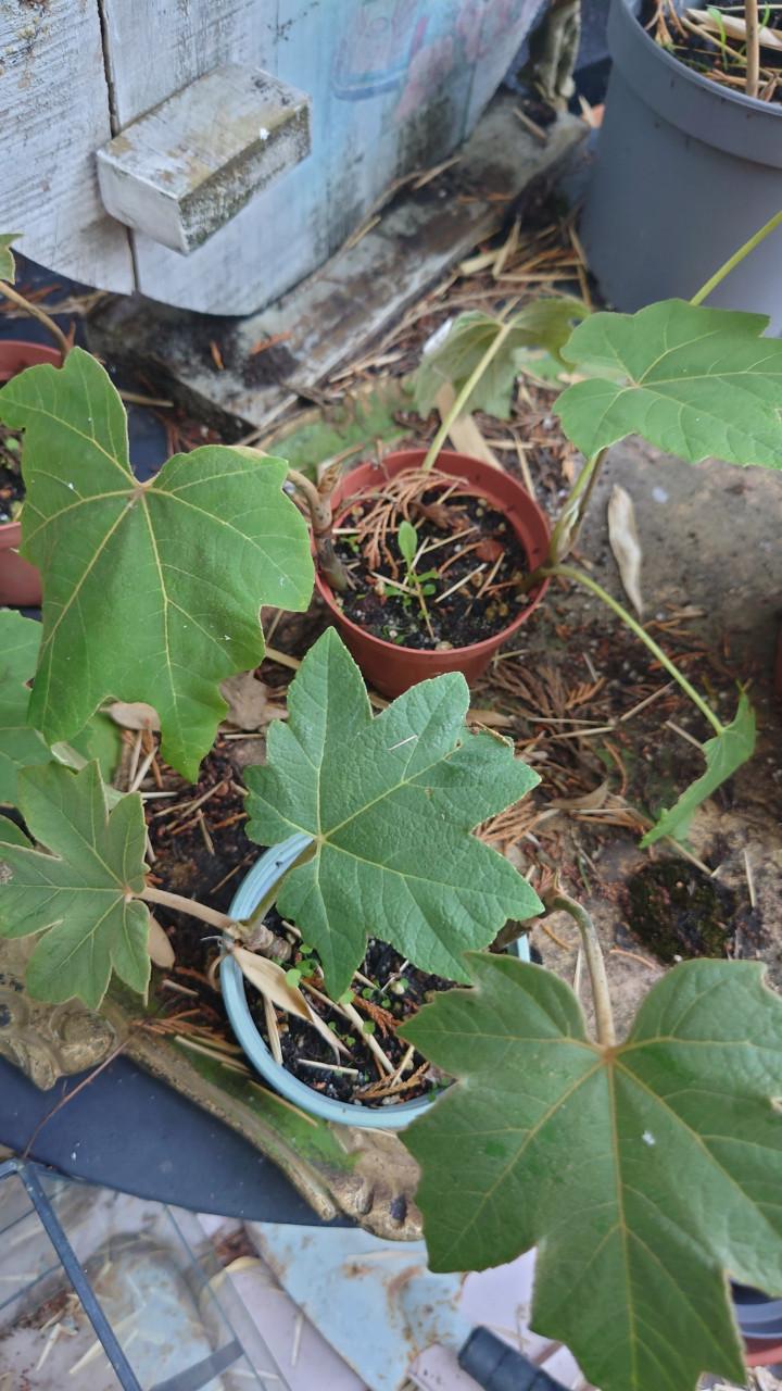 Rijstpapier plant of Papyrifer Tetrapanax stekjes