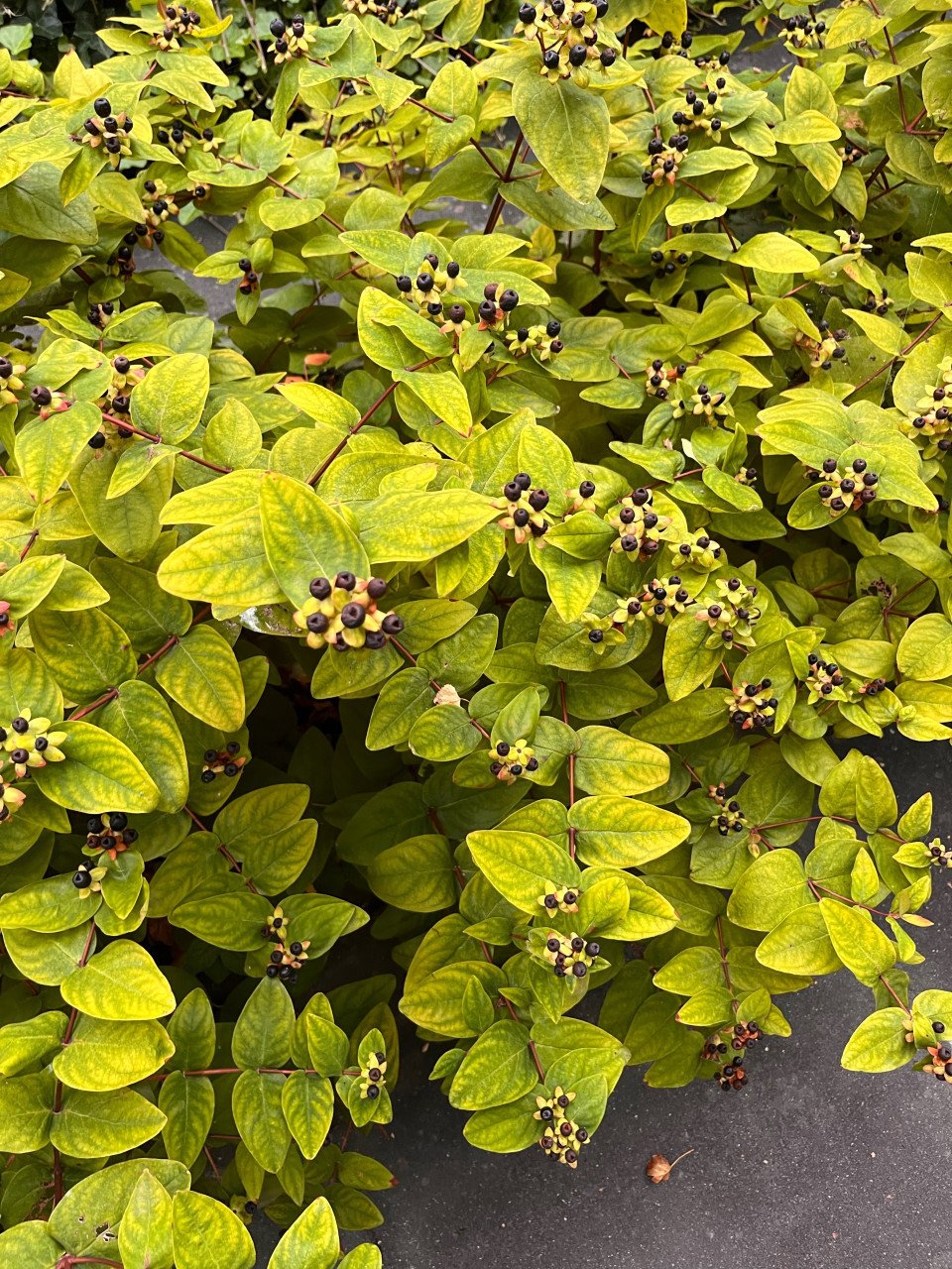 Hertshoorn ( Hypericum androsaemum) 5 meter haag