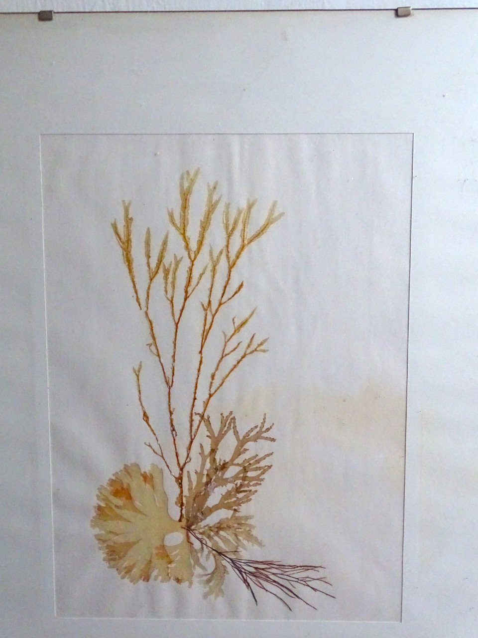 Zeewier Koraal Collage B. Entrop Compositie