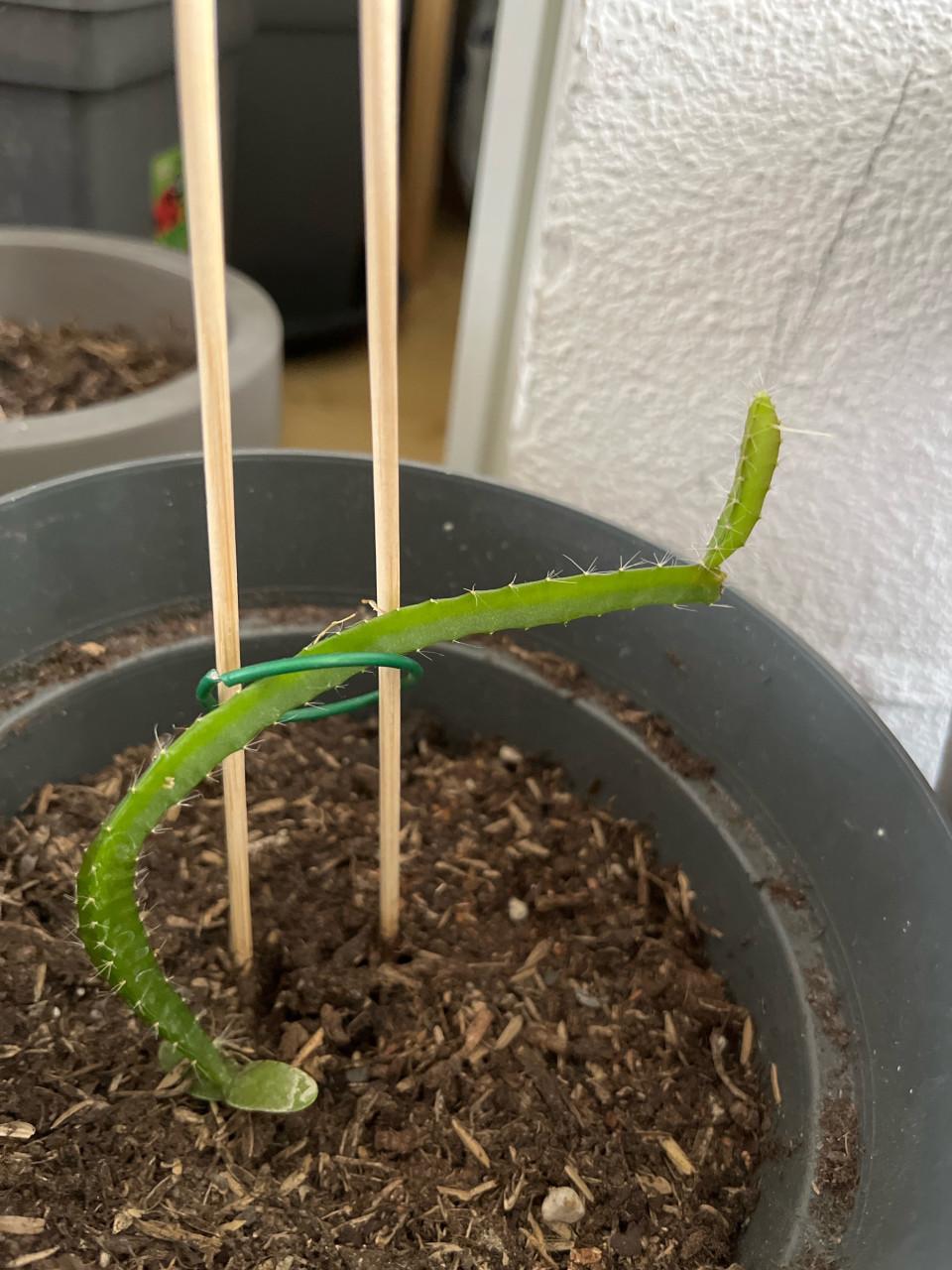 Dragon Fruit Cactus (Pitaya) Stekken 15-20cm met pot