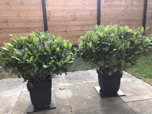 Twee Skimmia planten voor buiten
