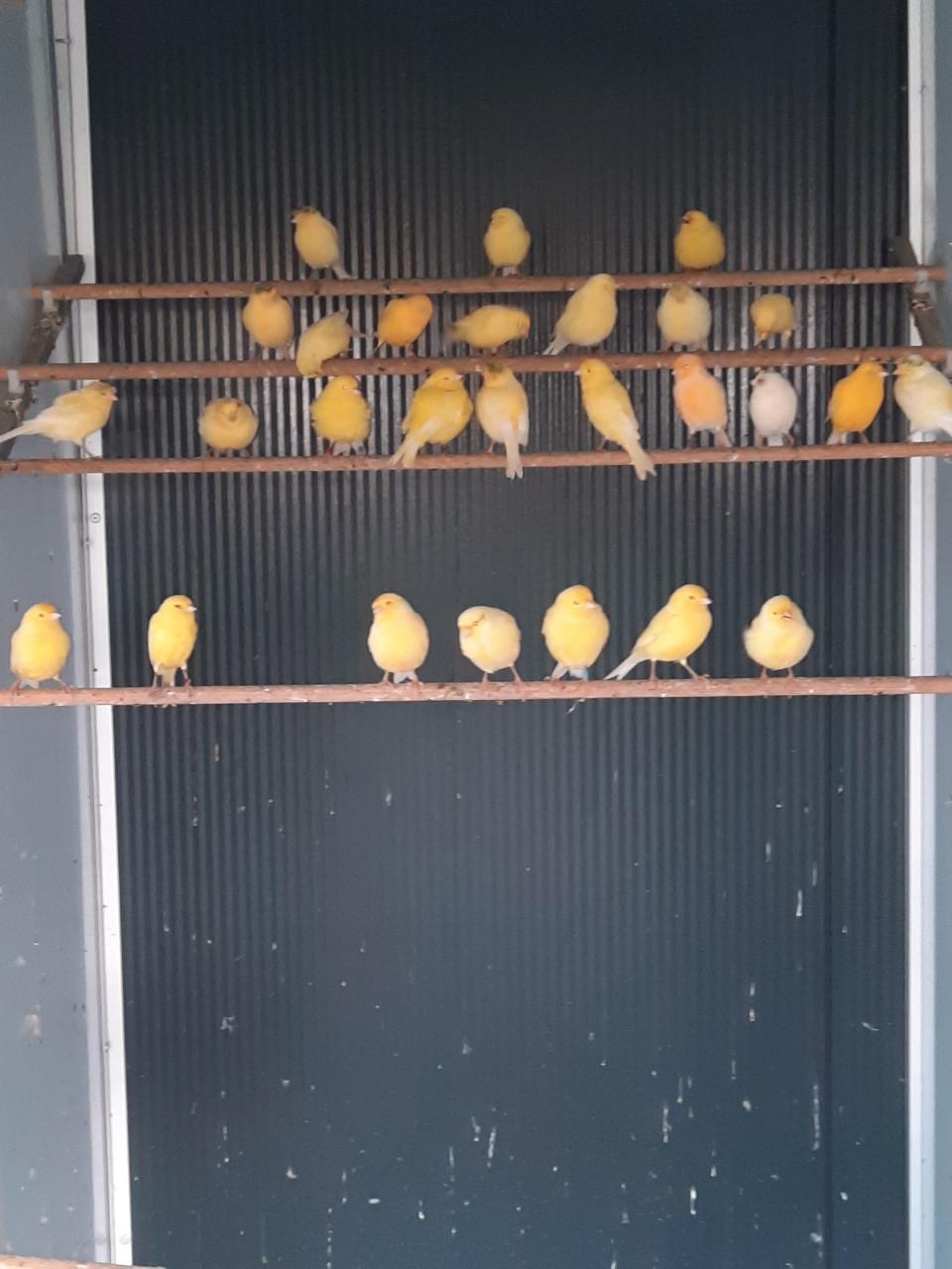 Gezocht, vele soorten volierevogels