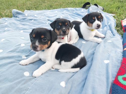 Puppy's