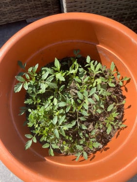 Cherry tomatenplantjes, stekjes