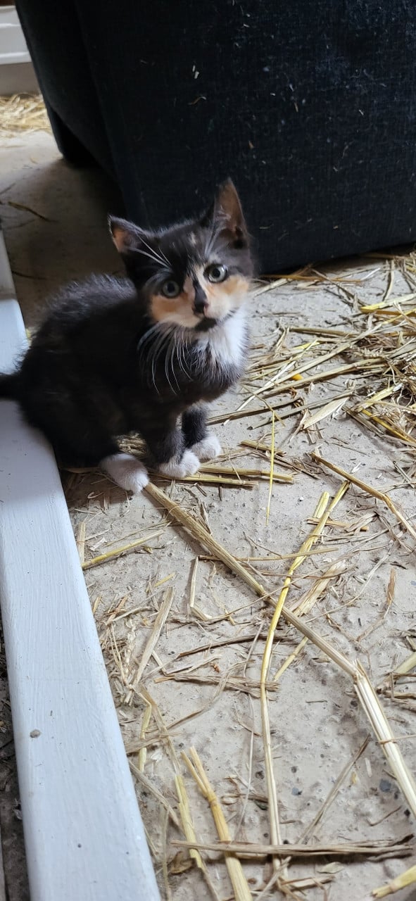 3 mooie boerderij kittens