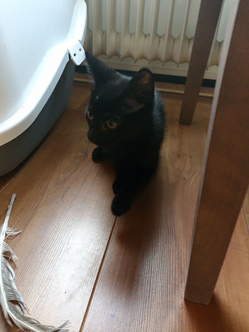Kittens