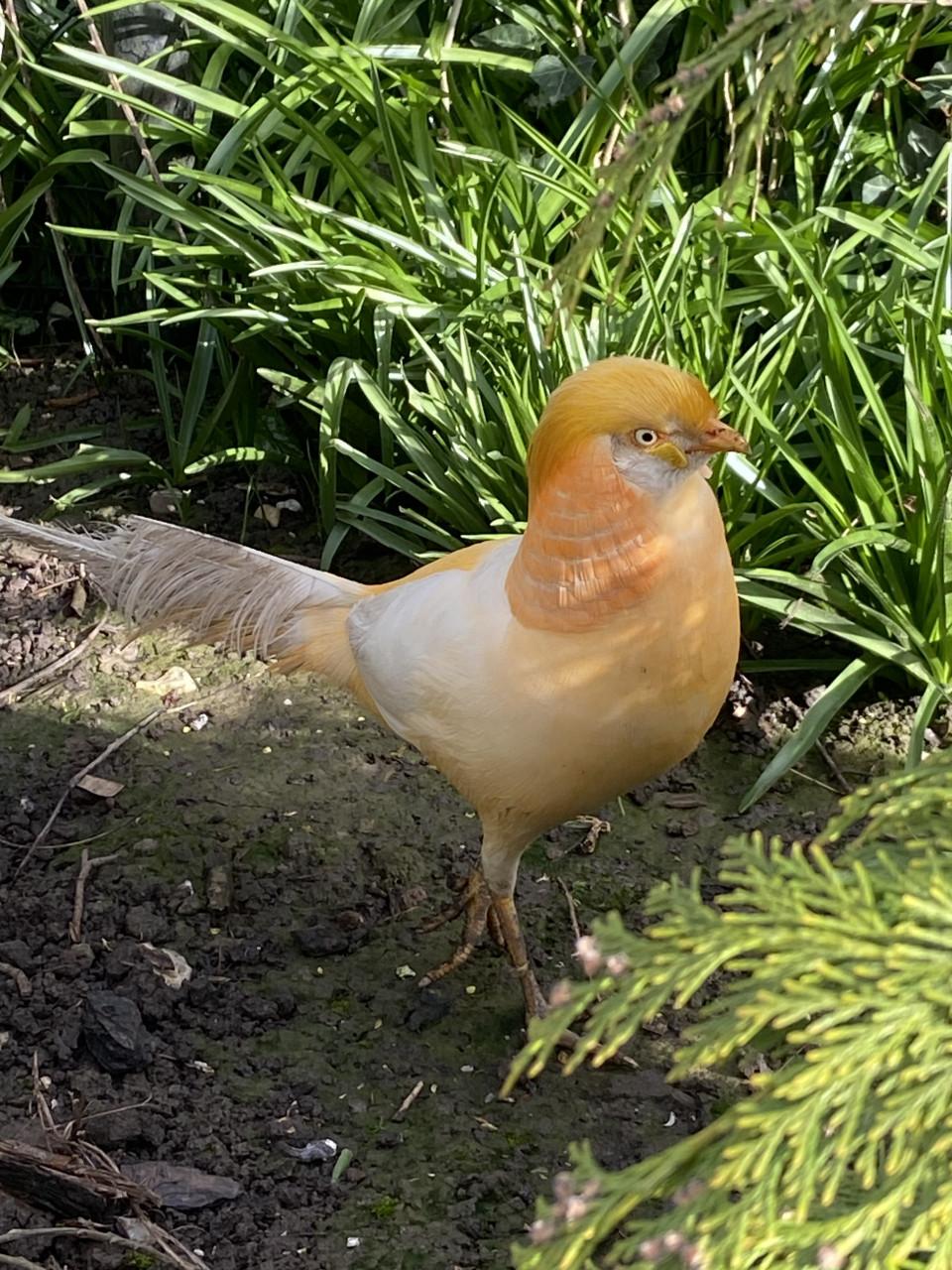 Peach mutatie Goudfazanten
