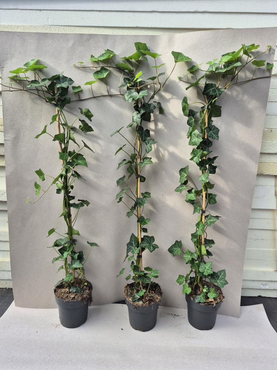 Topkwaliteit Hedera hibernica (klimop) in diverse maten.